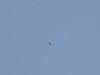 TernFlug046